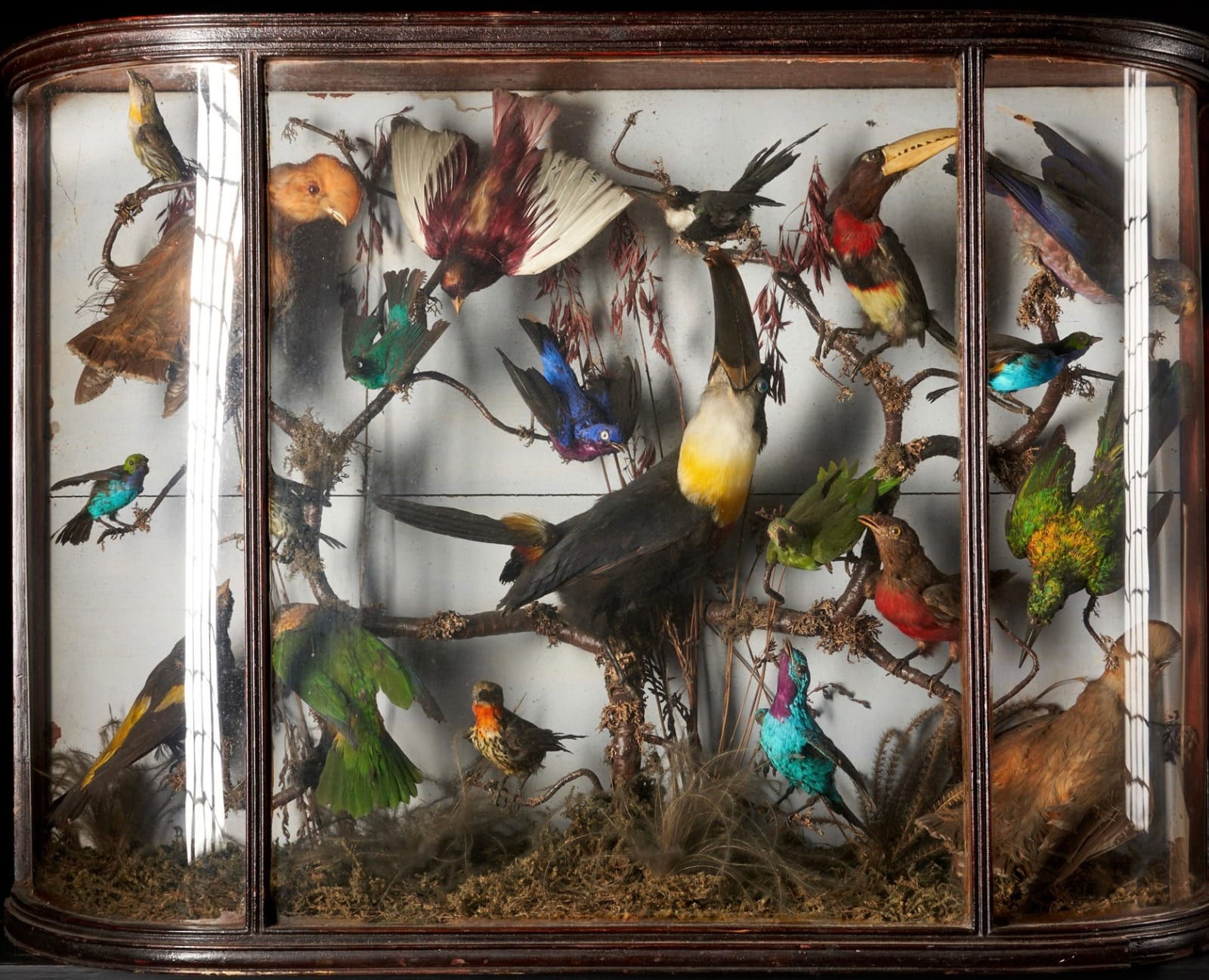 Early 20th C Diorama of 20 South American birds ,variously perched on branches and groundwork set within its original bowed frontglass case, <1947