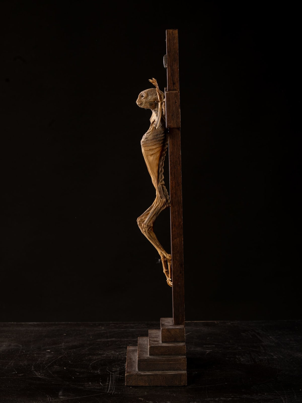 Mummified Primate on a Cross, Europe, 20th C