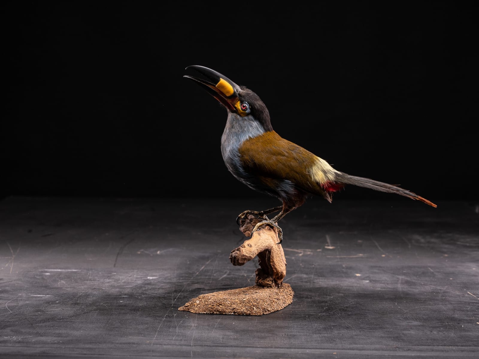 Vintage Plate-billed Mountain Toucan mount (Andigena laminirostris),