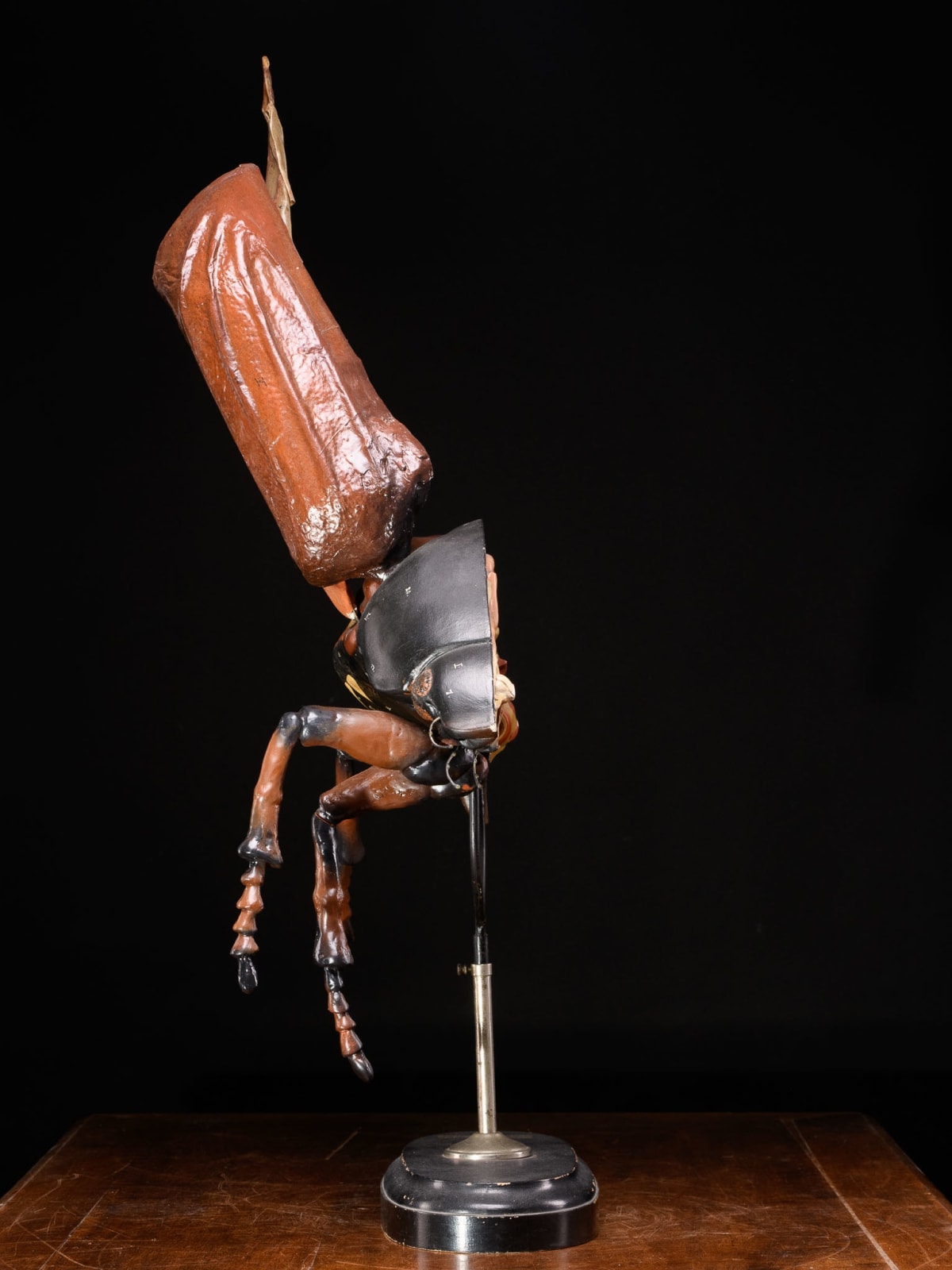Didactical Model of a Cockchafer or May bug labeled “ Denoyer-Geppert Company of Chicago », distributors of the Robert Brendel collection from Germany., 1st half 20th Century