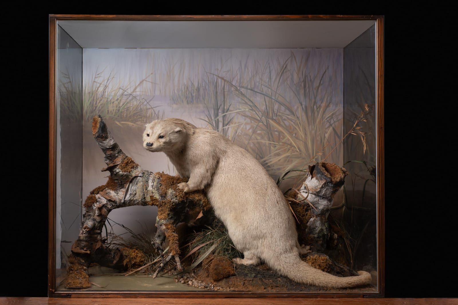 19th C Peter Spicer Diorama of full mount European Otter (Lutra lutra) characterised by a painted watercolour background and a highly realistic base made from papier-mache with dried vegetation and real pebbles, 19th C