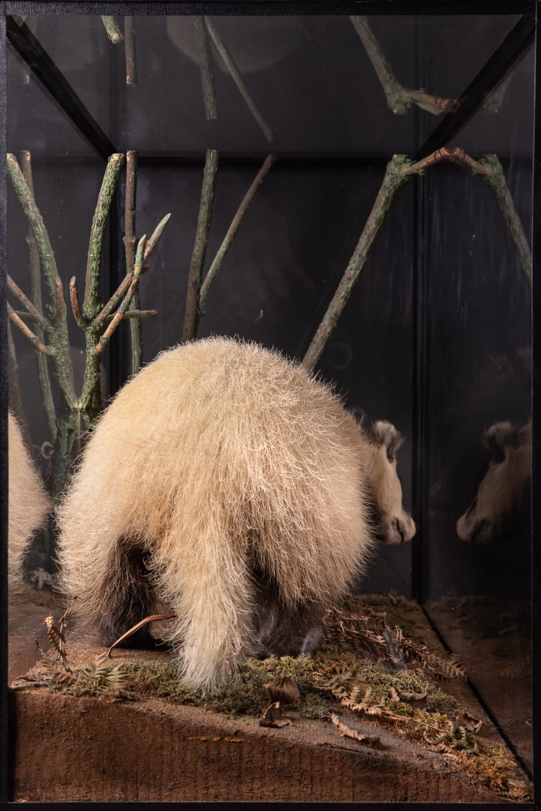 Rowland Ward Antique Diorama of full mount Leucistic (colour morph) Badger (Meles Meles).Species preconvention 01/06/1947 can be commercialised in accordance with rule n°338/97 CE dated 09/12/1996., <1947