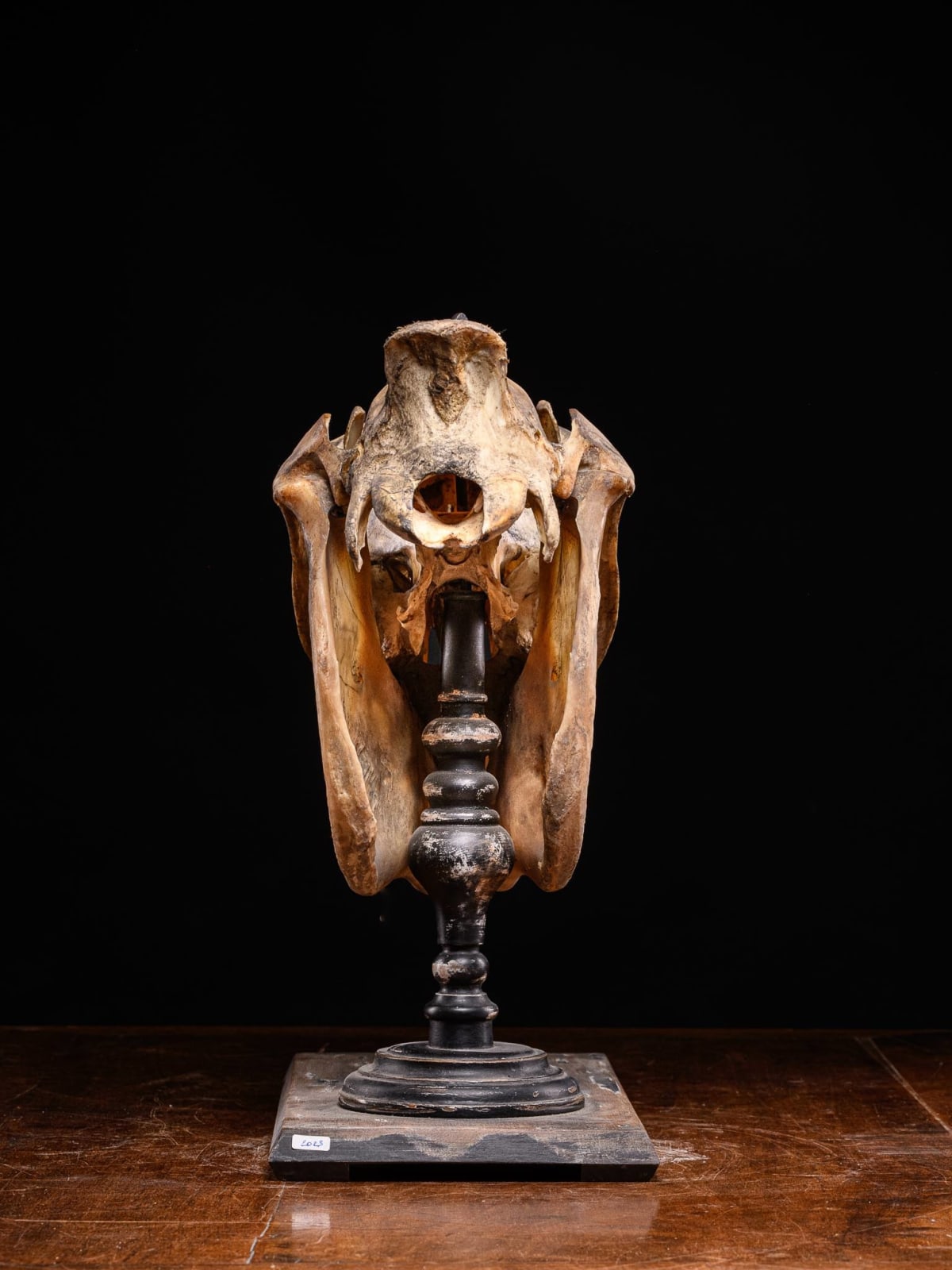 19th C didactical horse skull with old inventory number on a wooden museum stand. Nice use patina., >1947