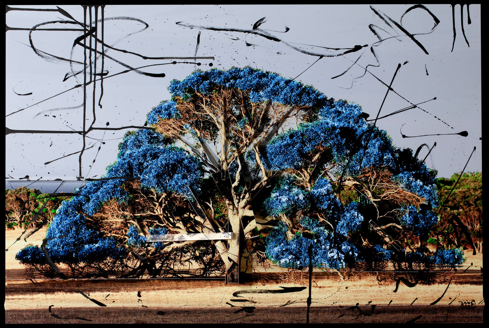 Piers Bourke, Western Australian Tree 11, 2011