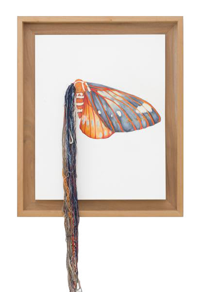 Lauren Levato Coyne, Walnut Moth, 2017