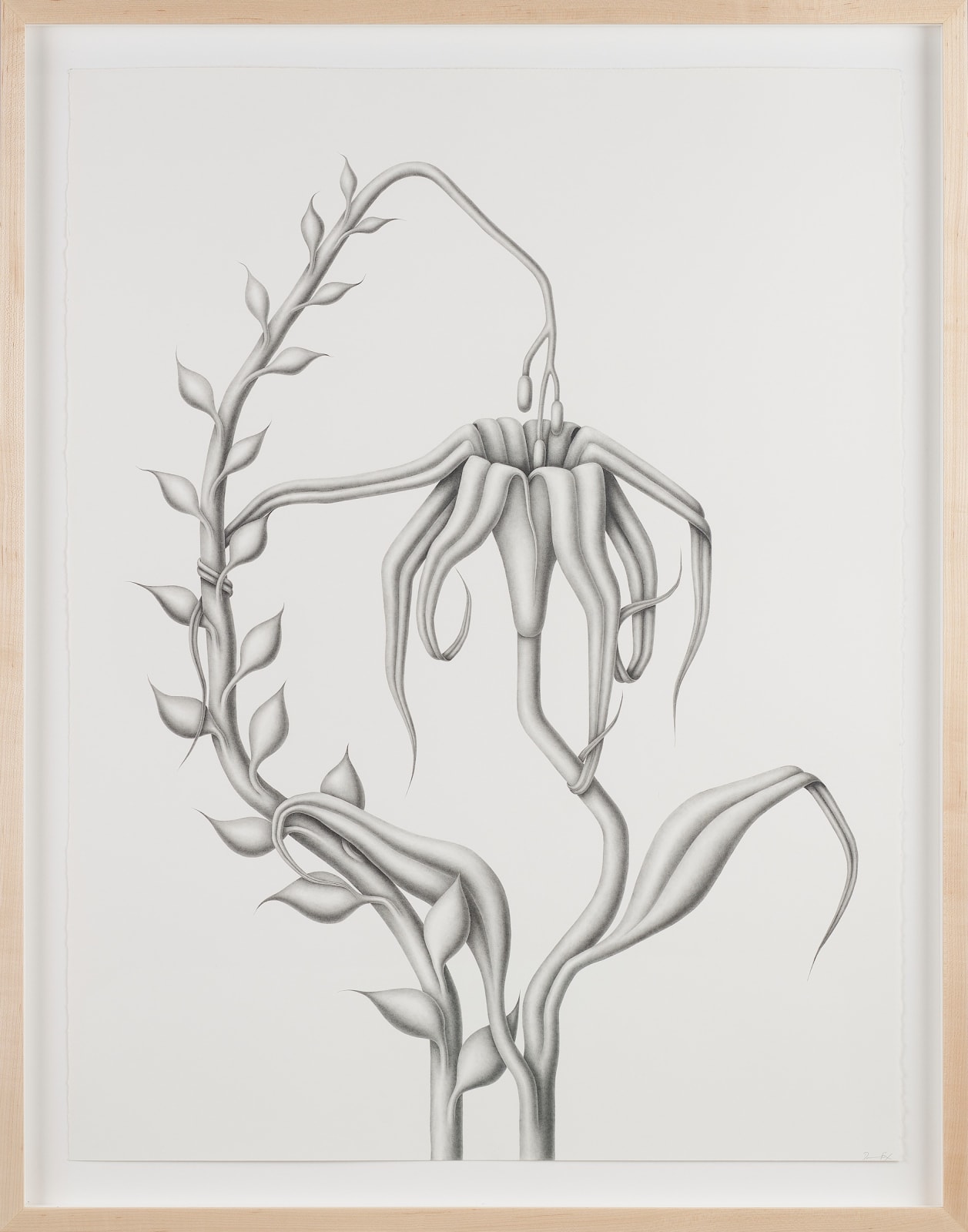 Devra Fox - graphite drawing of spindly flowers