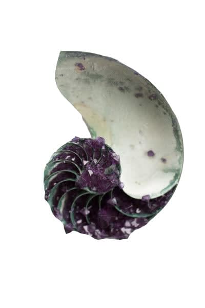 Tyler Thrasher, Amethyst Nautilus Shell, 2017