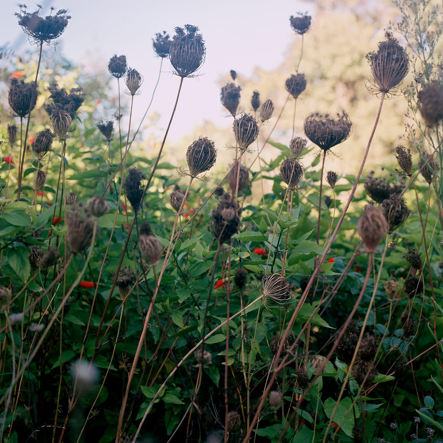 Lola Reboud, Les Éphémérides - Field of wild carrot flower, Tangier, 2011