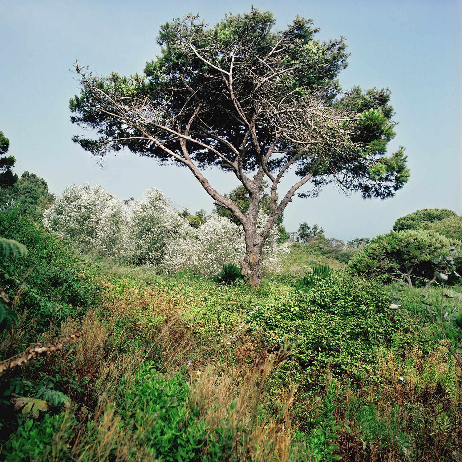 Lola Reboud, Les Éphémérides - Pine of Alep, 2011