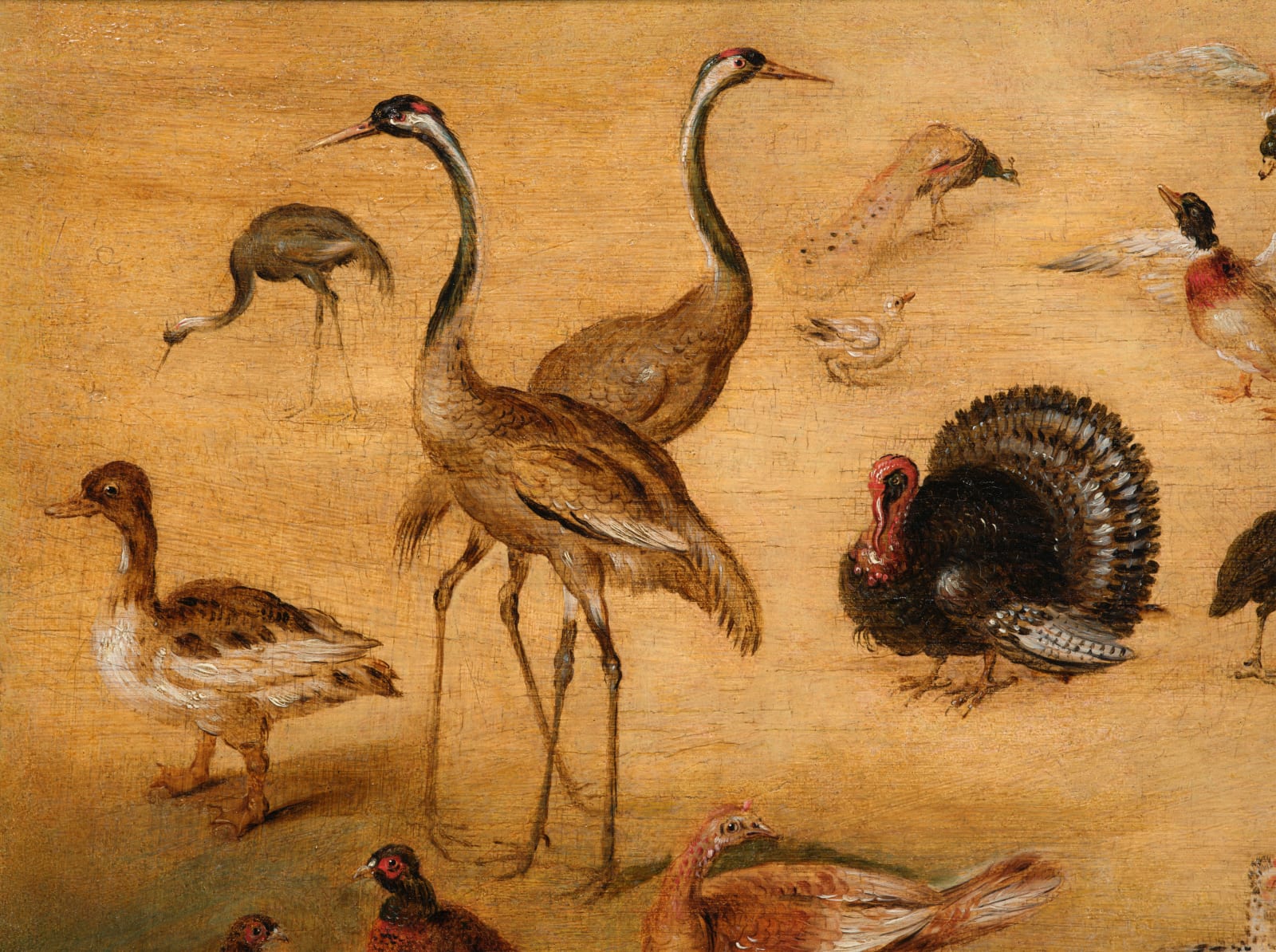 Jan Brueghel the Younger, (workshop of) Bird study/ (atelier de) Etude d'oiseaux, 1626