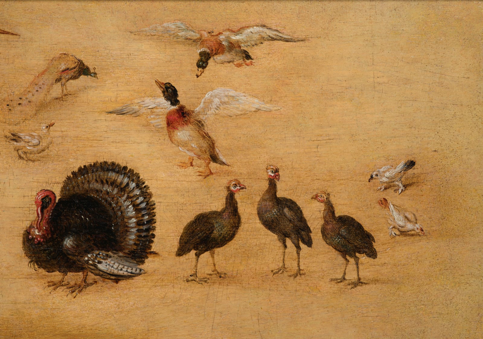 Jan Brueghel the Younger, (workshop of) Bird study/ (atelier de) Etude d'oiseaux, 1626