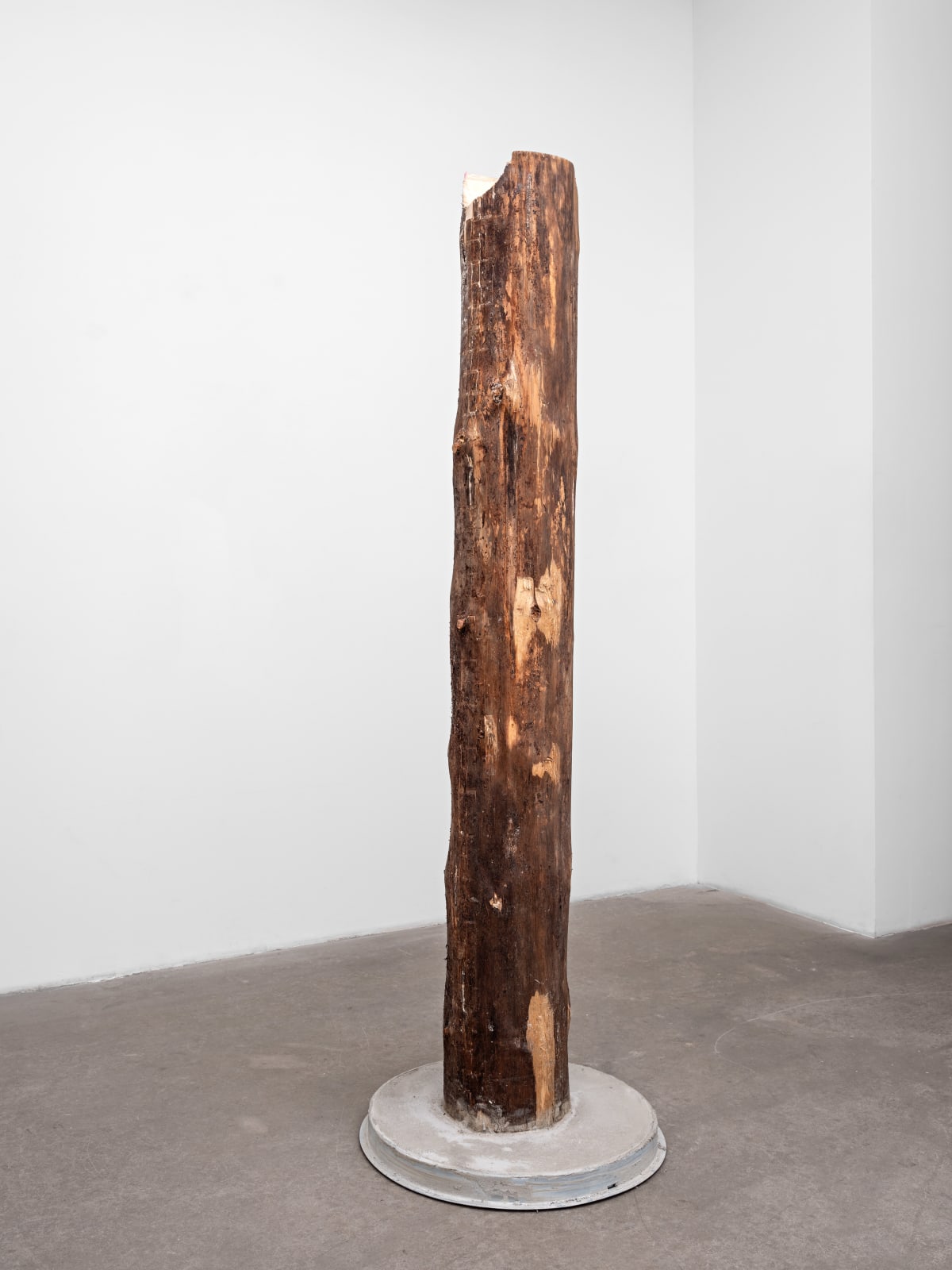 Oscar Tuazon, Family Tree (Oscar), 2019