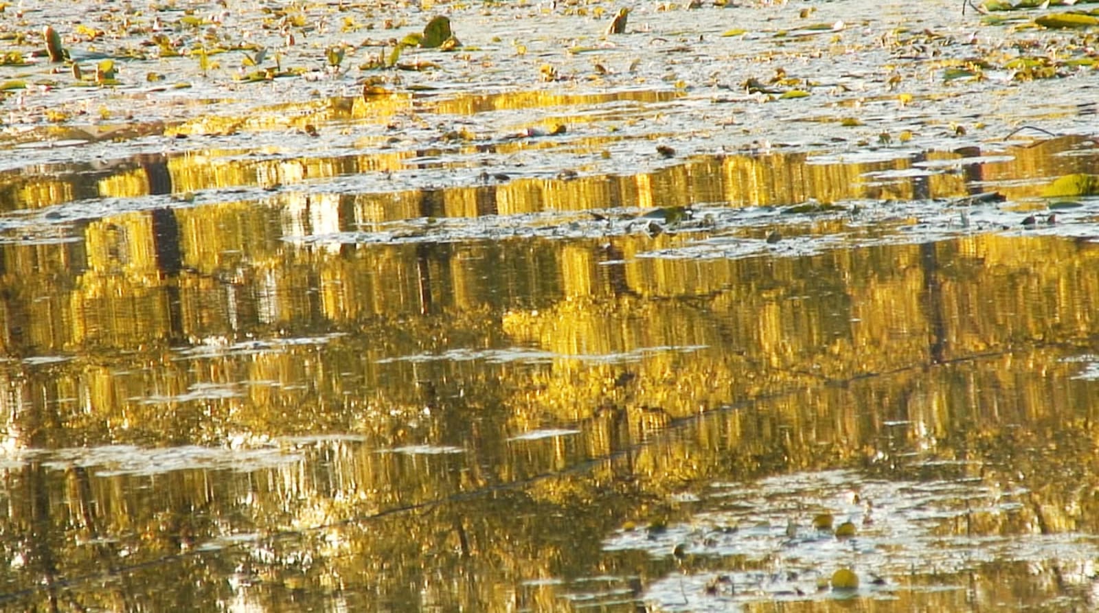 Karimi Shahram / Azari Shoja, Autumn, 2006
