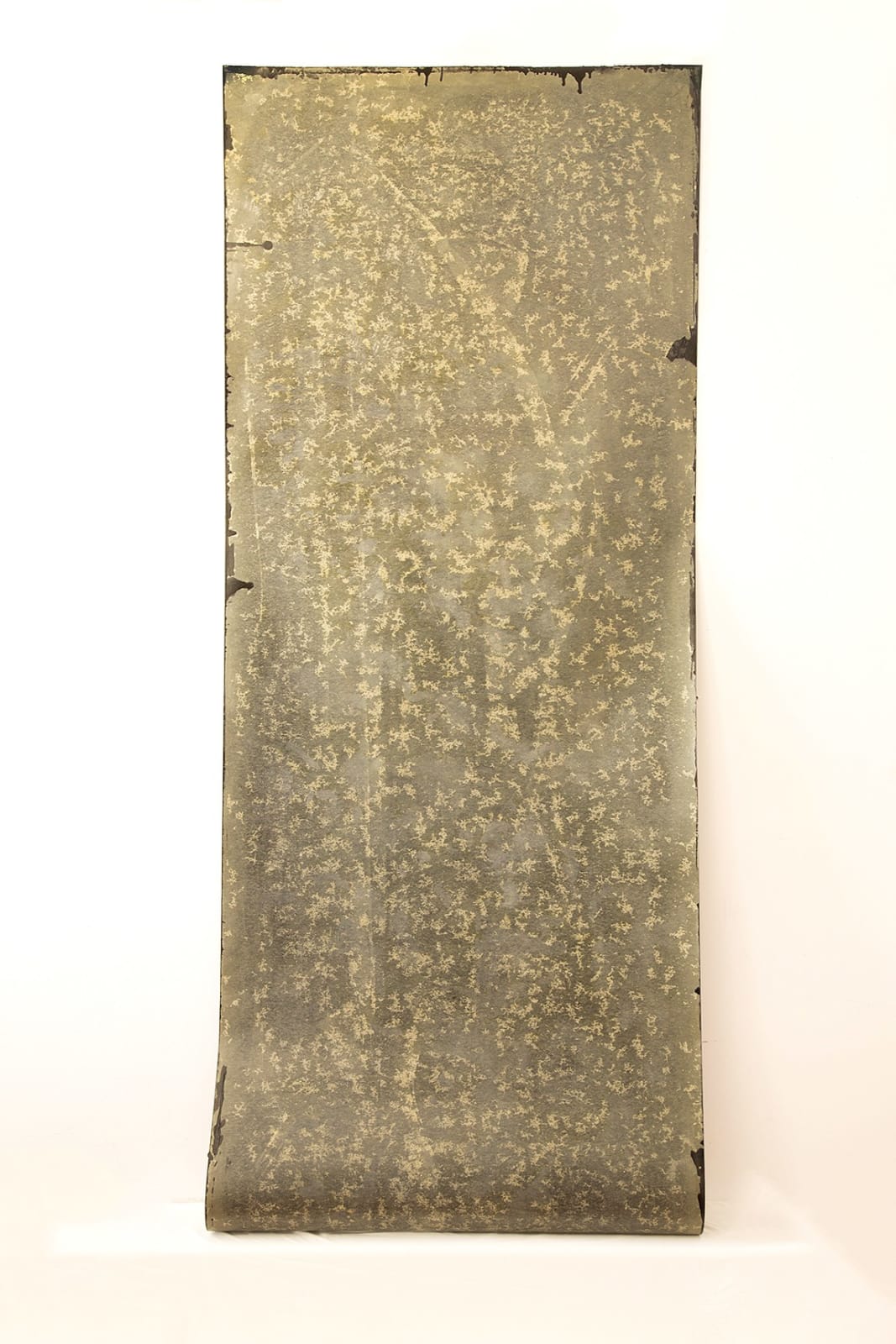 Hadar Pery, Untitled (fungi field), 2015