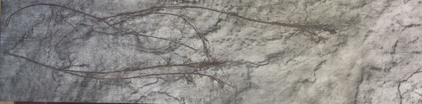 Lihi Turjeman, Ficus Roots- Brener 17, 2013