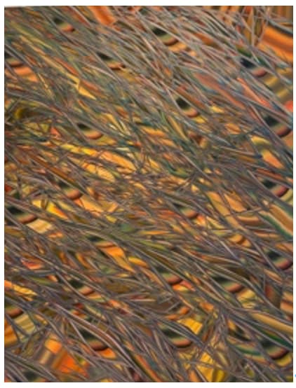 Clinton King, Four (for) living Creatures (Revisitation), 2025