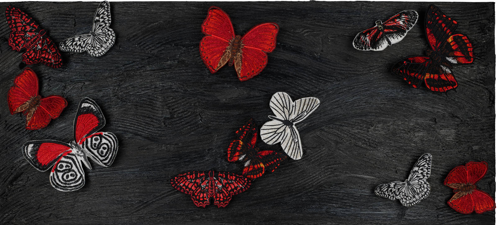 Midnight Butterfly Study