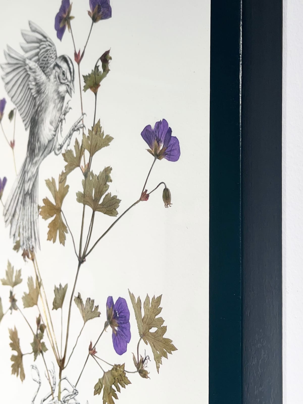 Steeven Salvat, Géranium des bois et Bruant à gorge blanche, 2024