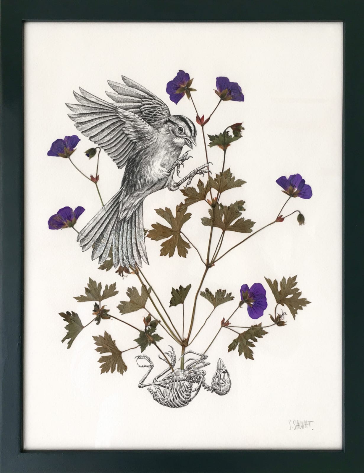 Steeven Salvat, Géranium des bois et Bruant à gorge blanche, 2024