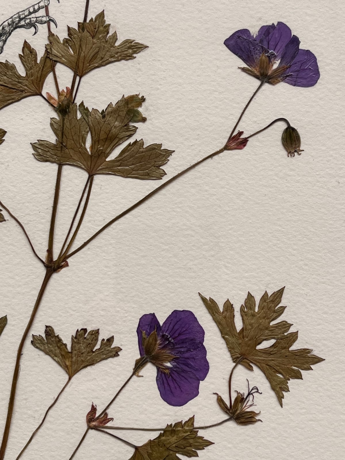 Steeven Salvat, Géranium des bois et Bruant à gorge blanche, 2024