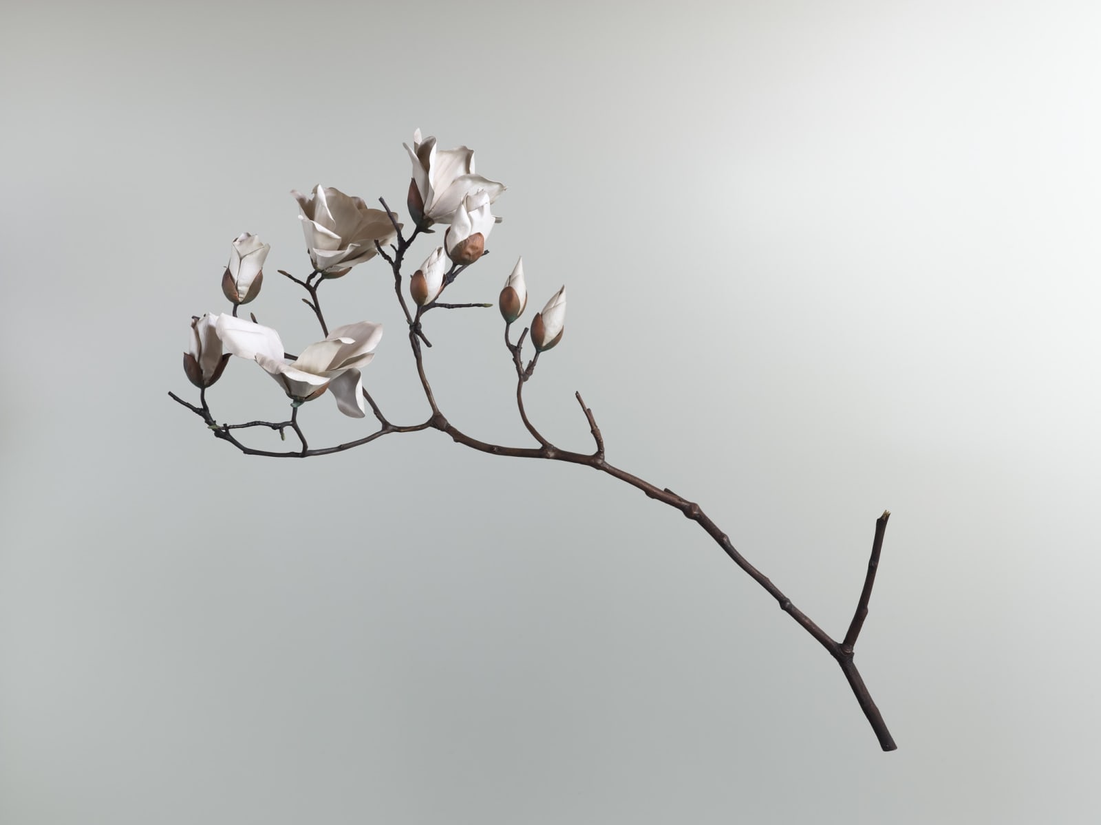 Shota Suzuki, Magnolia Branch (wall hanging), 2025
