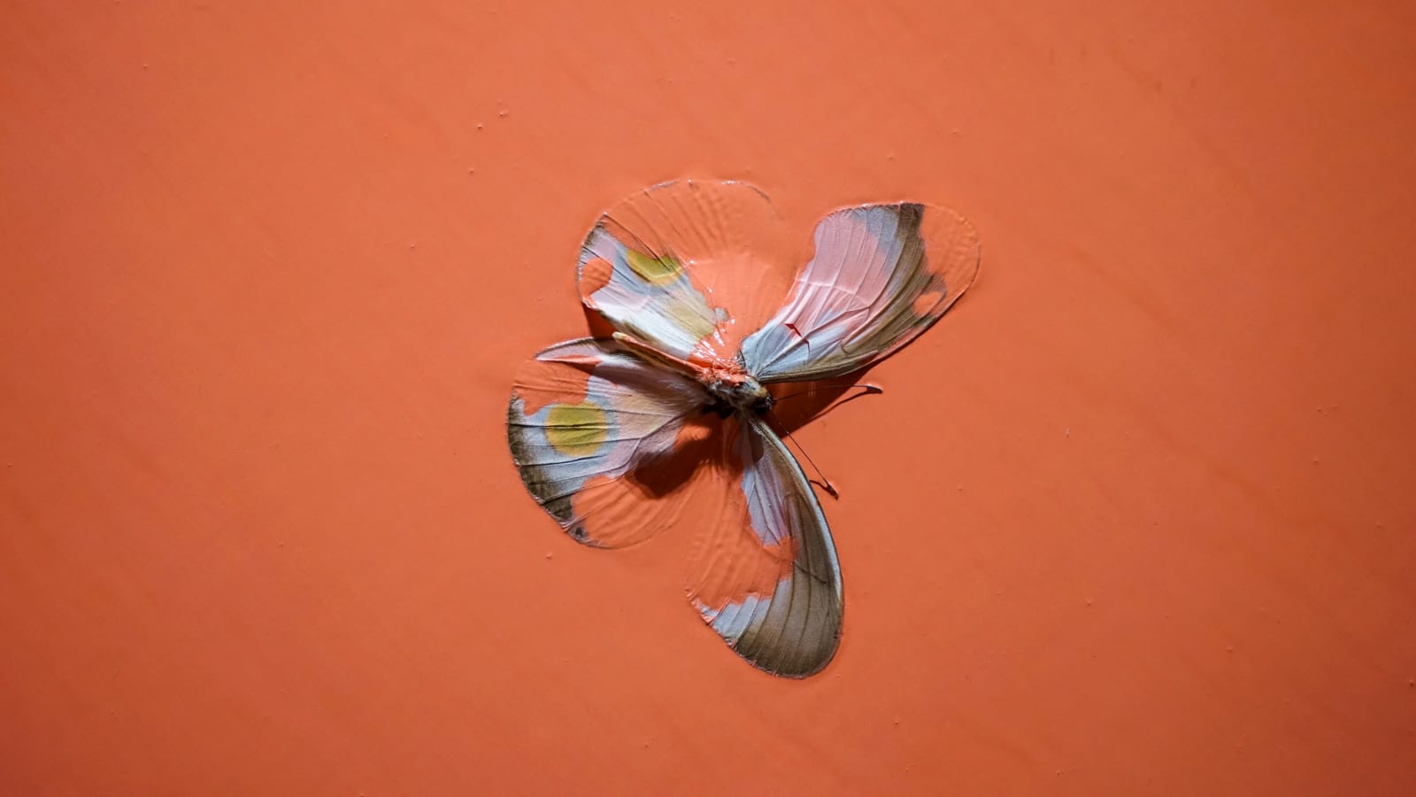 Damien Hirst, Coral Love, 2007