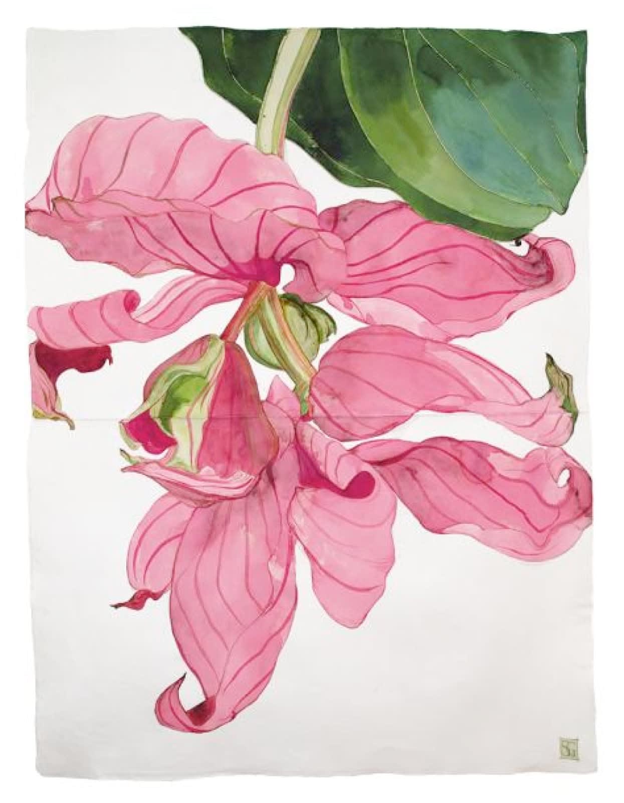 Sarah Graham, Medinilla Magnifica IX, 2018