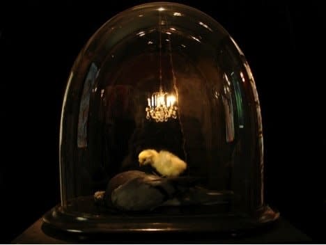 Polly Morgan, Pigeon and Chick