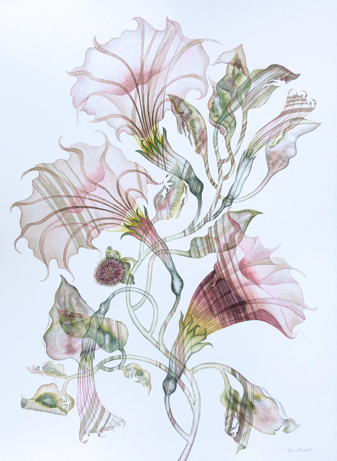 Eve Steccati, Outsider