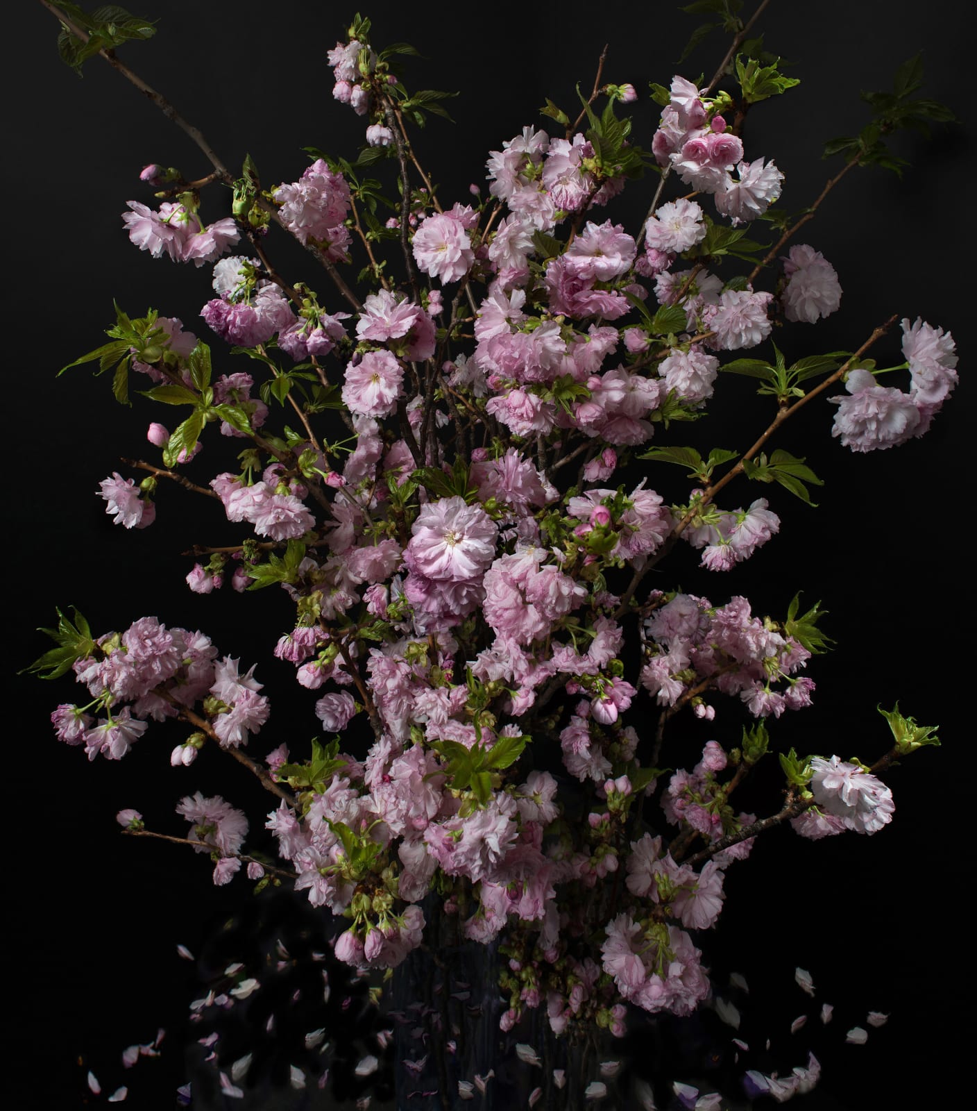 Albert Delamour, The Blossoms