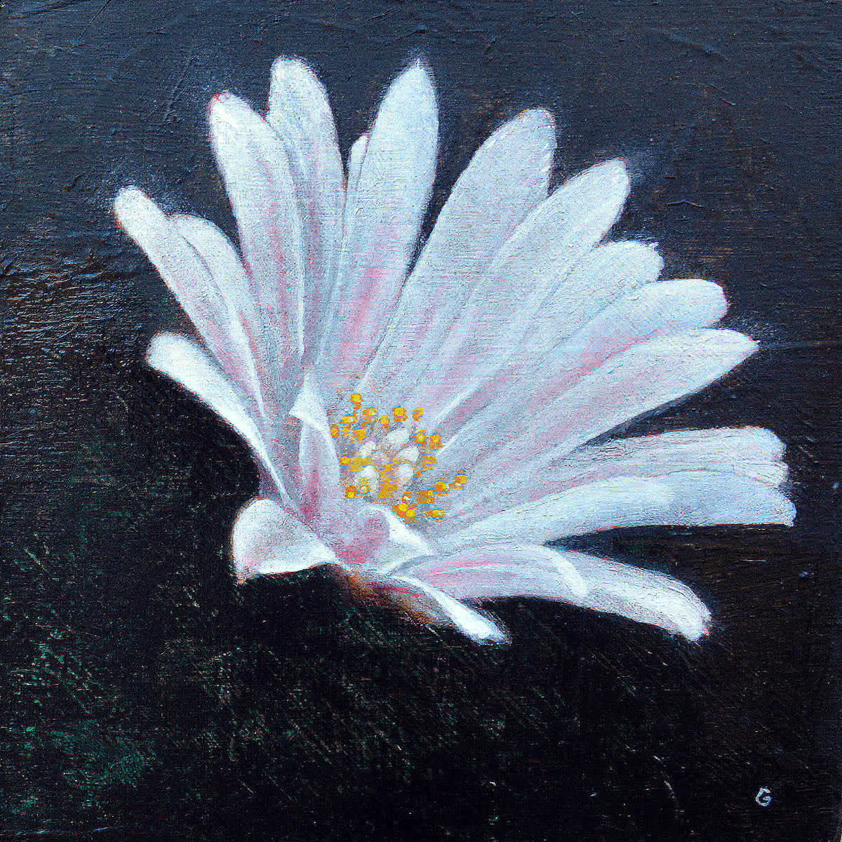 Mark Gleason, Lophophora Williamsu