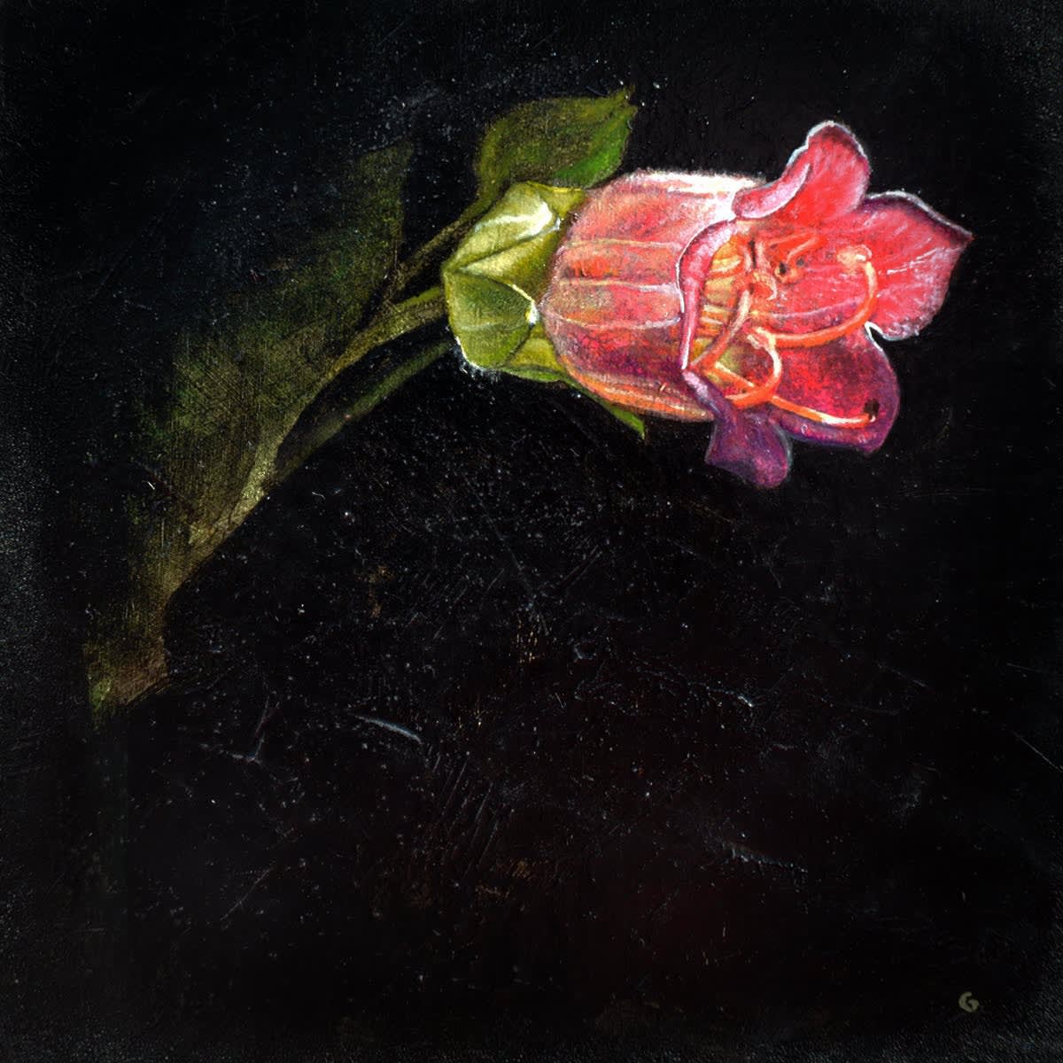 Mark Gleason, Belladonna Atropa