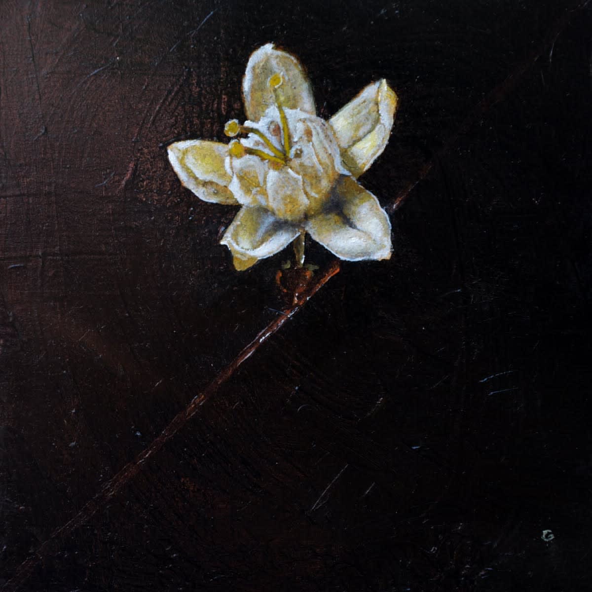 Mark Gleason, Erythroxylum Coca