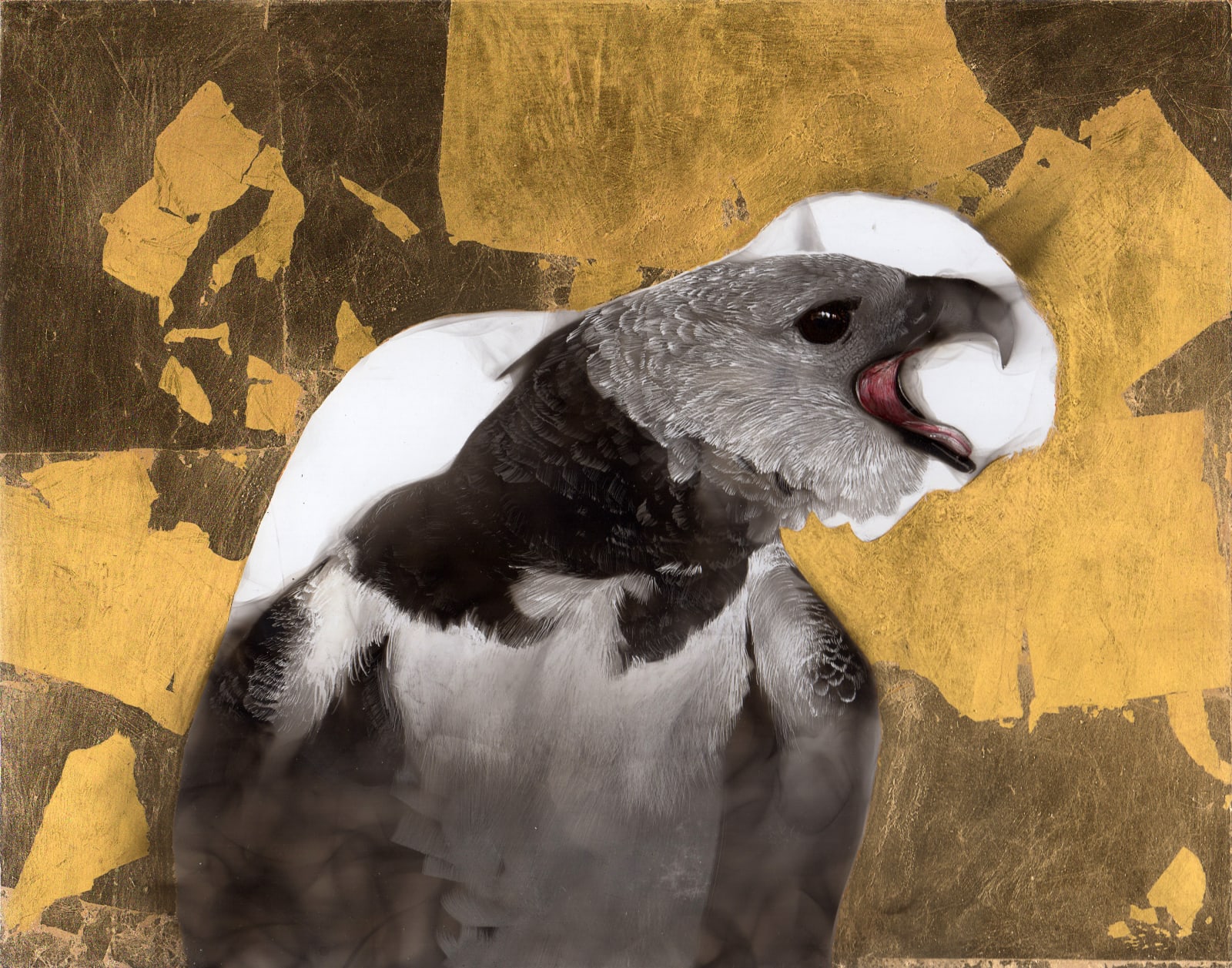 Steven Spazuk, Harpy Eagle