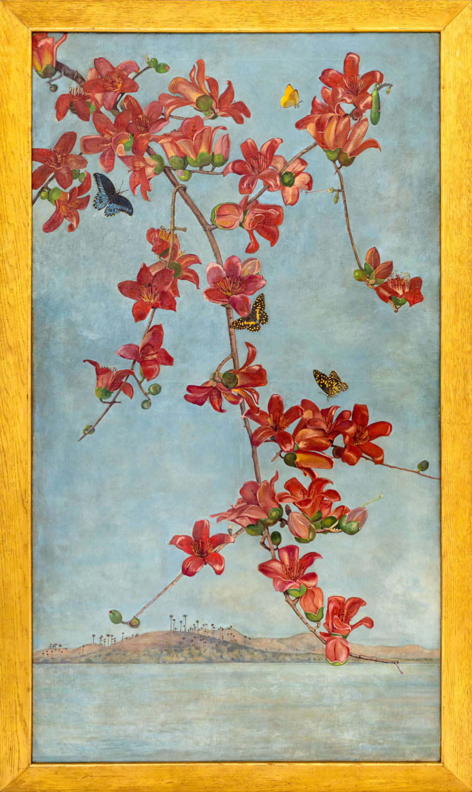 Winifred Strangman (1874 - 1955), Semal (Bombax ceiba), c. 1930s