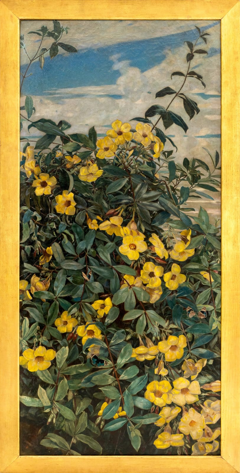 Winifred Strangman (1874 - 1955), Golden Trumpet (Allamanda cathartica), c. 1930s
