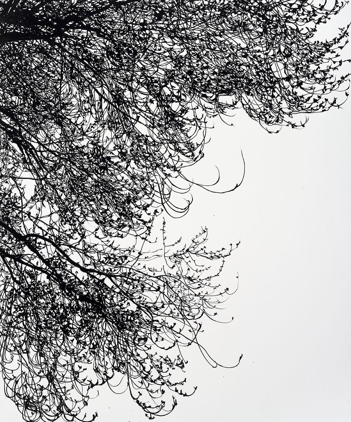 Sue Arrowsmith, Feather clouds cry, 2015