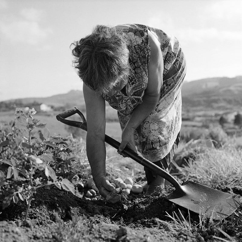 Ans Westra, Hikurangi, 1982