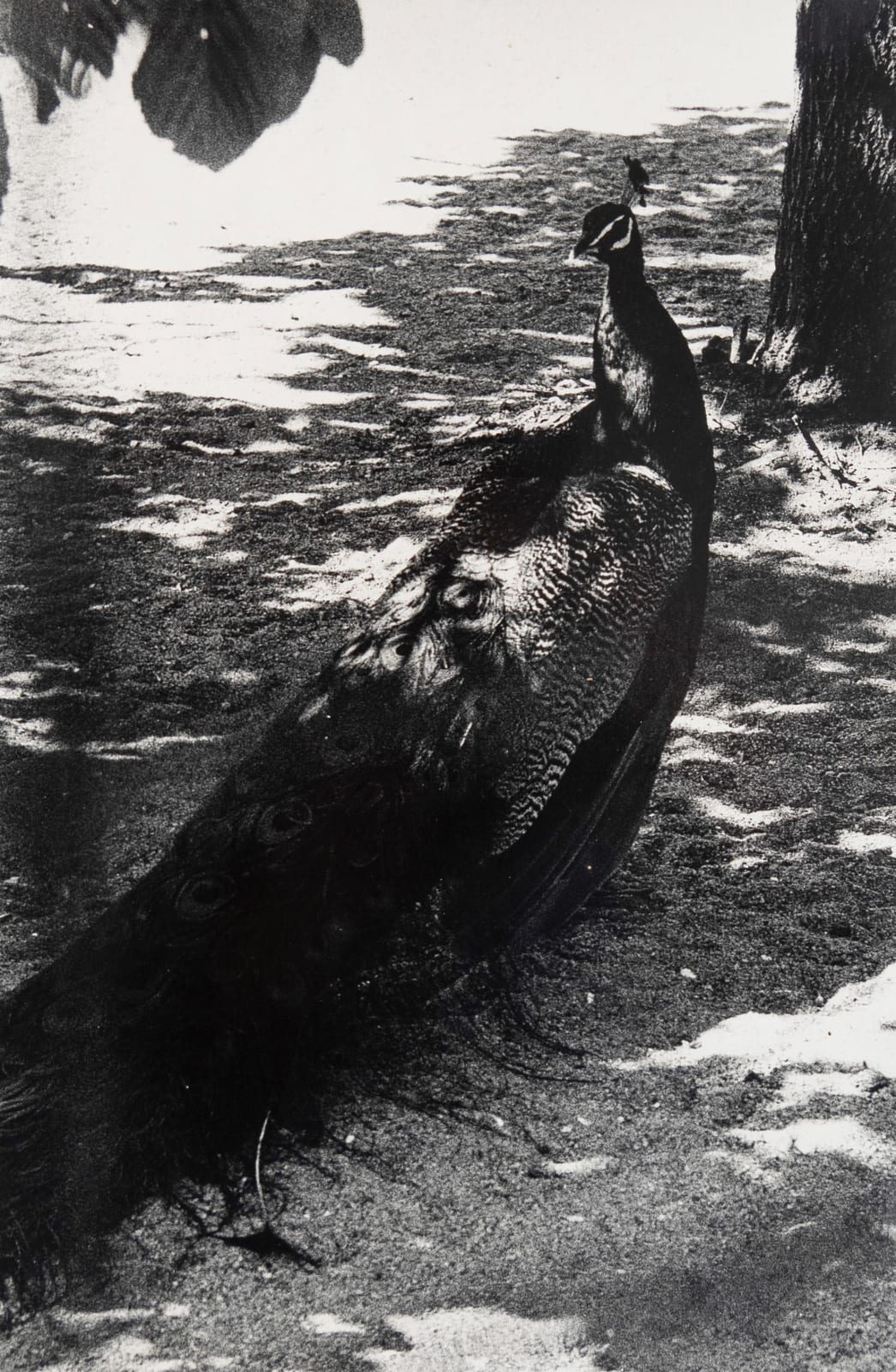 Peter Peryer, Peacock, 1980