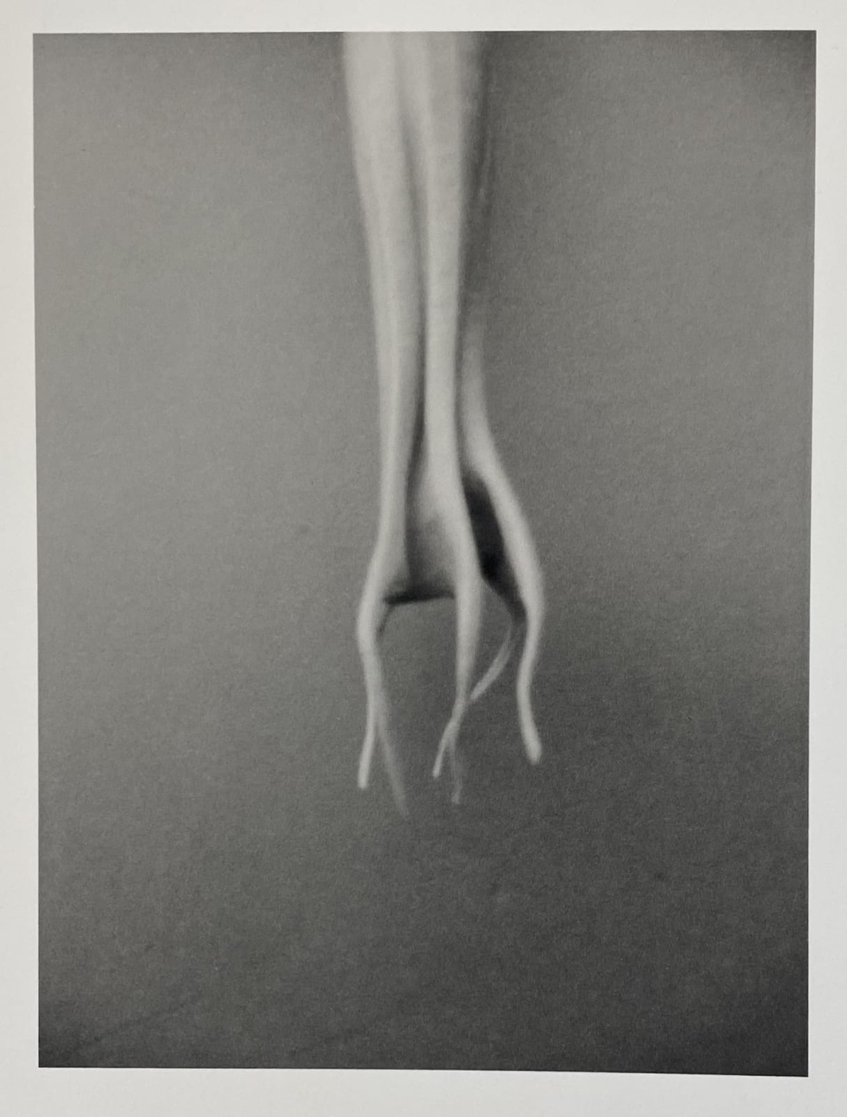Peter Peryer, Tendril, 2006