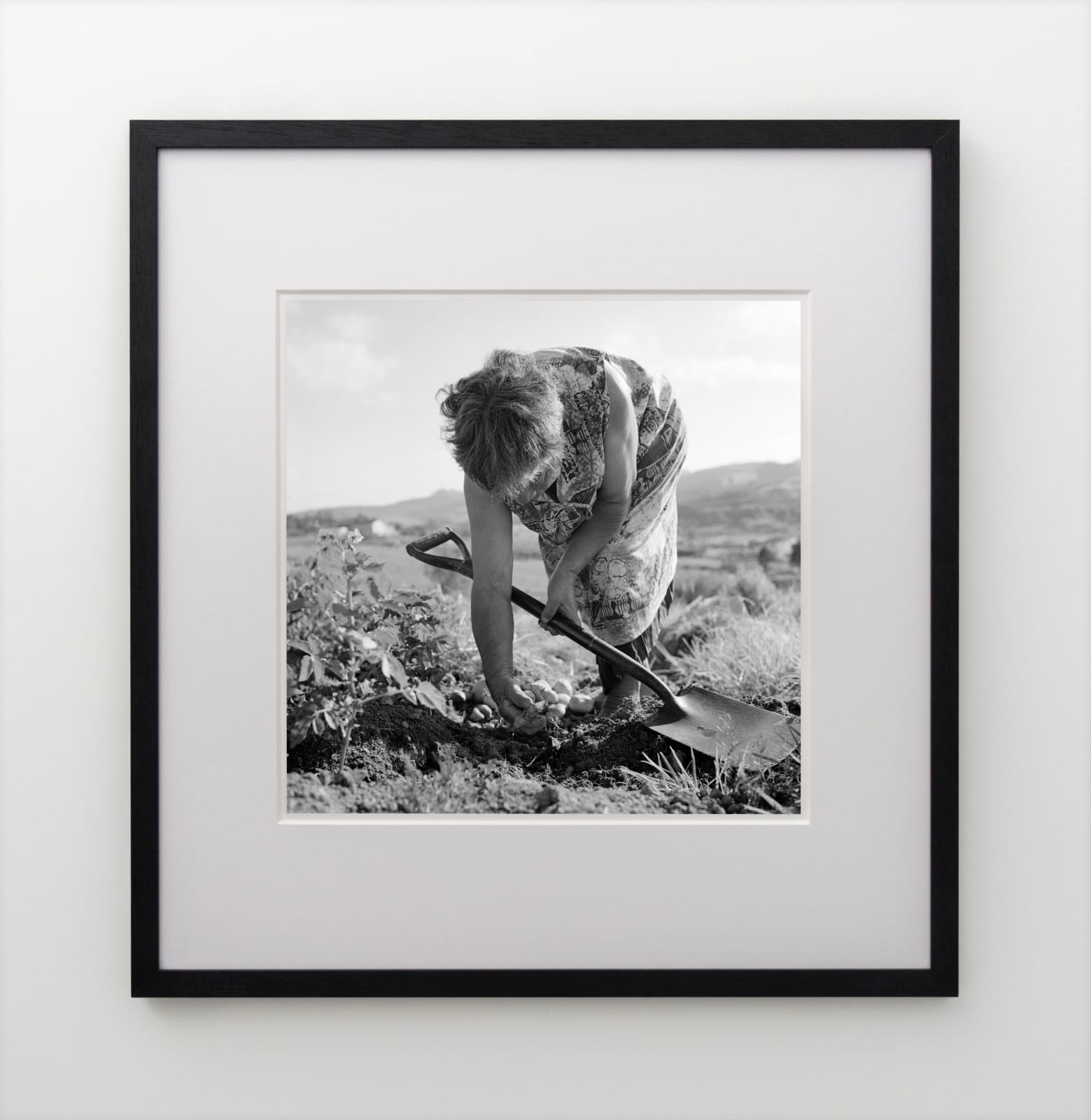 Ans Westra, Hikurangi, 1982