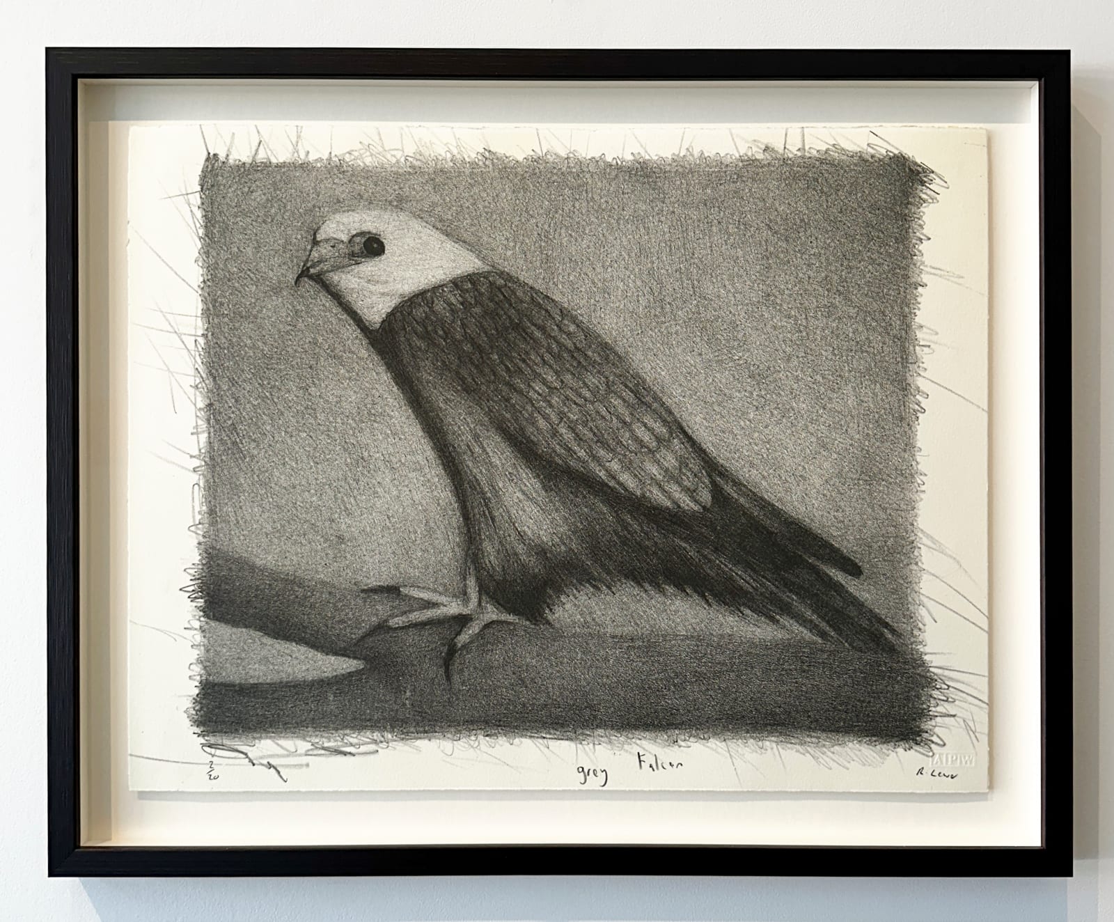 Richard Lewer, Grey Falcon, 2024