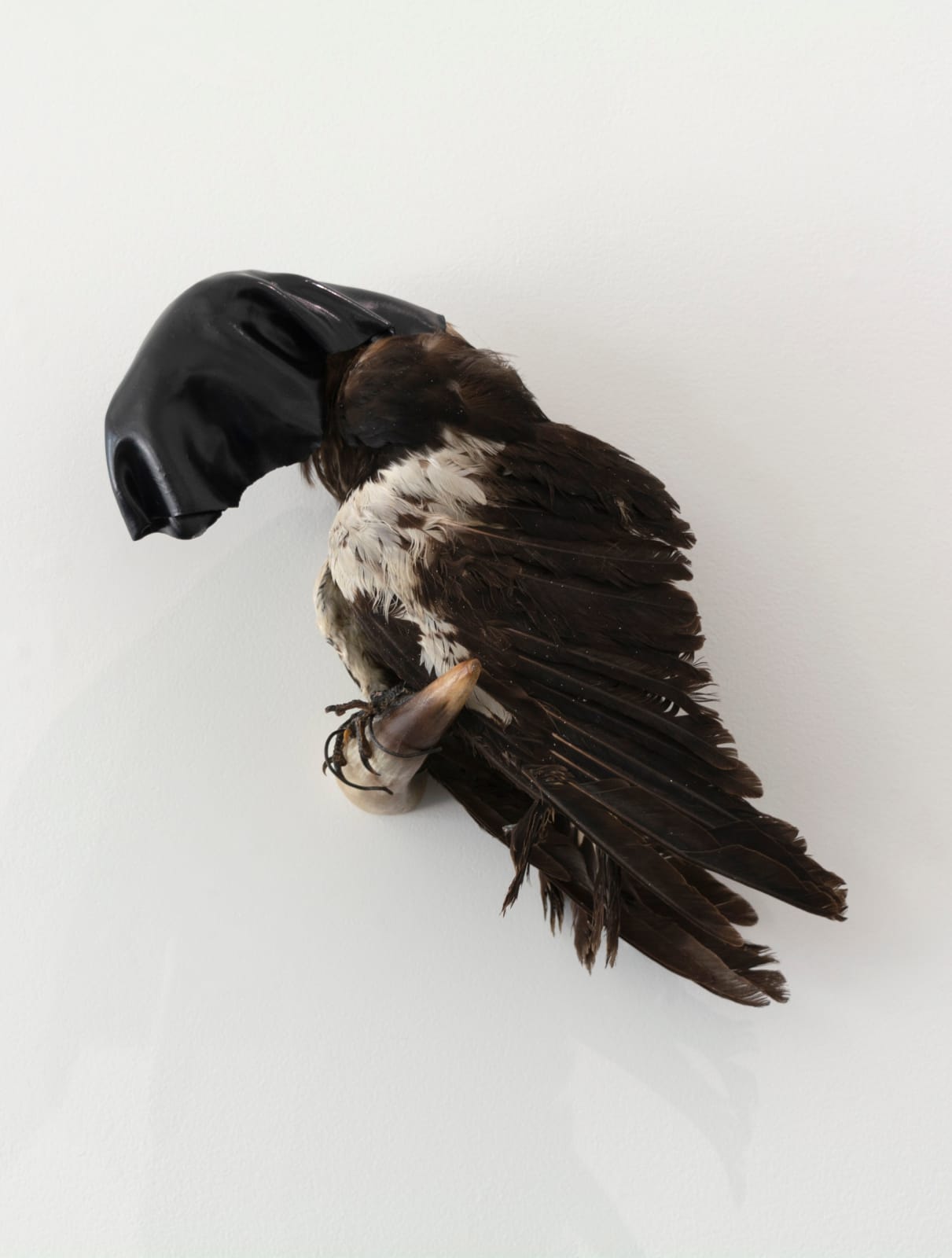 Angela Singer, Shadow of Comfort, 2024