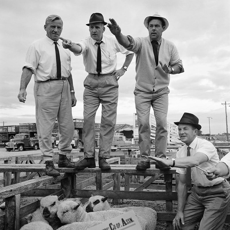 Ans Westra, Saleyards, Lorneville, Southland, 1970