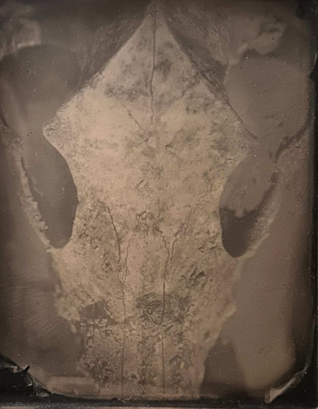 Sally Mann, Eva, 2000