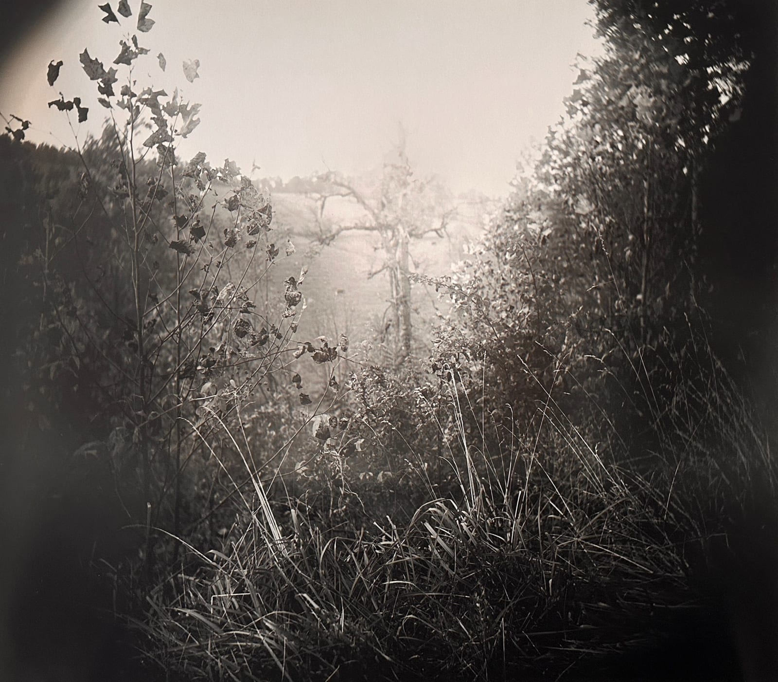 Sally Mann, Untitled, 1995