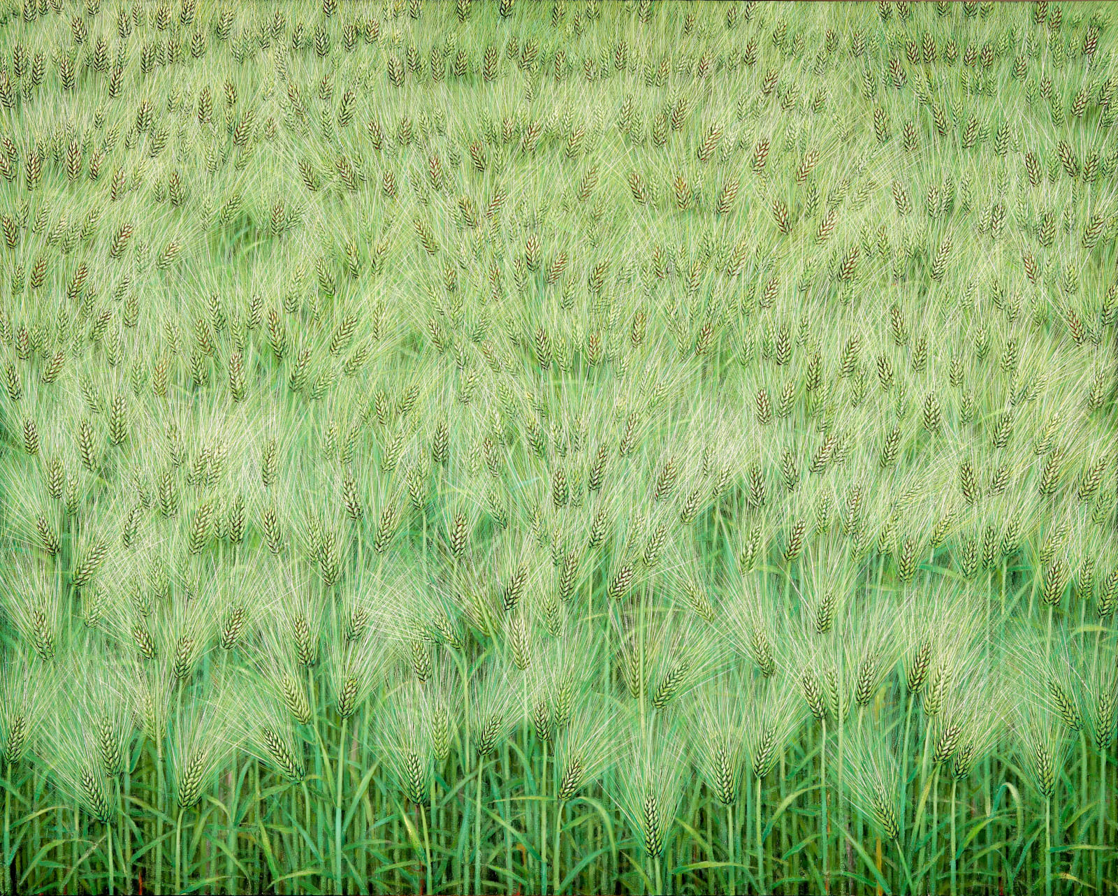 Sookja Lee, 청보리 벌판 Blue Barley Field, 2022