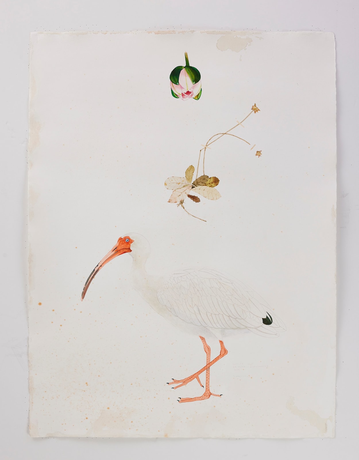 Scott Kelley, UPSIDAISIUM - White Ibis, 2025