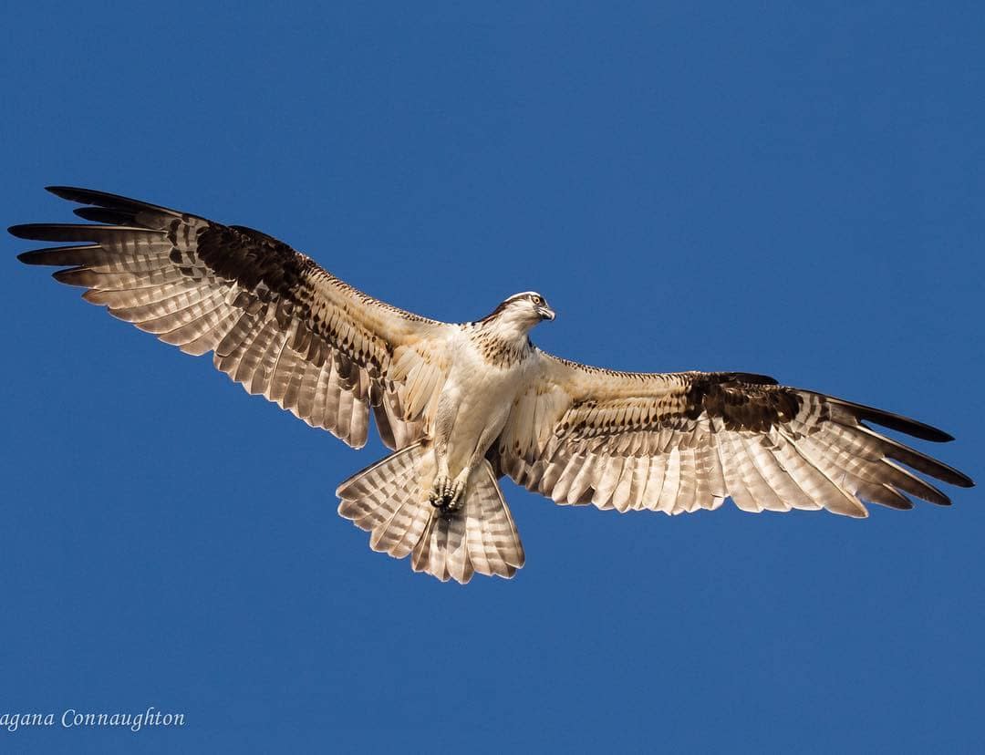 Dragana Connaughton, Art of Flight