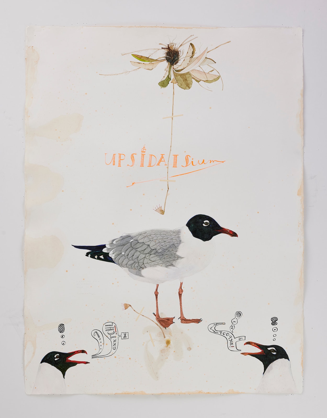 Scott Kelley, UPSIDAISIUM - Laughing Gull, 2025